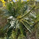 Sonchus canariensis Blatt