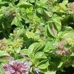 Mentha pulegium Leaf