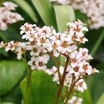 Bergenia ciliata ശീലം