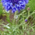 Centaurea cyanusFlor