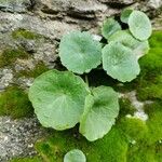 Umbilicus horizontalis Leaf