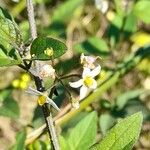 Solanum americanum Blomma