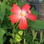 Hibiscus martianus Květ