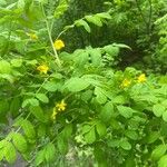 Caragana arborescens Feuille