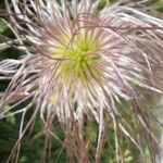 Pulsatilla alpinaFlower