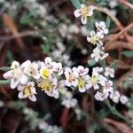 Polygonum equisetiforme Flor