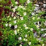 Symphyotrichum ericoides Žiedas