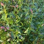 Persicaria lapathifolia 叶