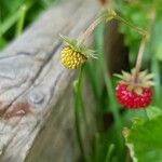 Fragaria vesca Плод