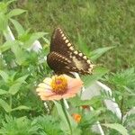 Zinnia peruvianaFlower