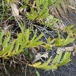 Diaphananthe odoratissima Leaf
