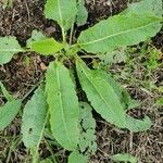 Rumex crispusLeaf