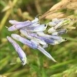 Vicia villosa Cvet