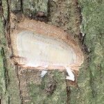 Pachylobus pubescens Ŝelo