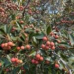 Crataegus crus-galli Frucht