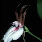 Zygosepalum labiosum फूल