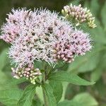 Eupatorium cannabinumBlomst