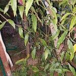 Clinacanthus nutans Leaf