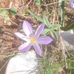 Crocus carpetanus Blüte