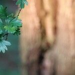 Crataegus rhipidophylla Levél