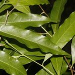 Dichapetalum morenoi Hoja