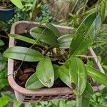 Epidendrum ciliare Yaprak