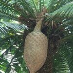 Dioon spinulosum Cvet