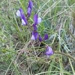 Vicia onobrychioides Квітка