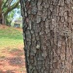 Cassia ferruginea Rusca