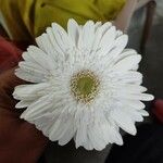 Gerbera jamesoniiപുഷ്പം