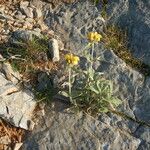 Phlomis floccosa Çiçek