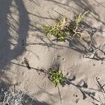 Rumex roseus Hoja