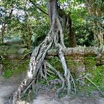 Ficus altissima 树皮