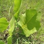 Silphium terebinthinaceumبرگ