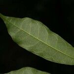 Trymatococcus oligandrus Leaf