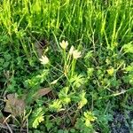 Nothoscordum bivalve Blomma