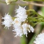 Ageratina riparia Flower