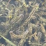 Elodea canadensis Blad