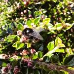 Cotoneaster horizontalis Levél