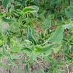 Amaranthus spinosus Blatt