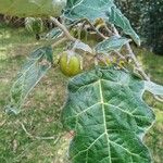 Solanum marginatum Fruit