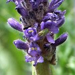 Pontederia cordata Flower