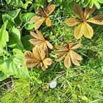 Rodgersia aesculifolia Foglia