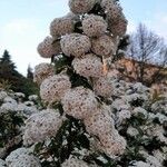 Spiraea cantoniensis Blüte