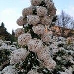 Spiraea cantoniensis Kvet