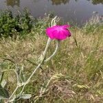 Lychnis coronaria Habitus