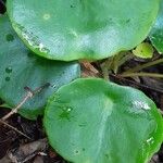 Hydrocotyle verticillata List