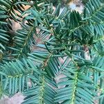 Taxus brevifolia List