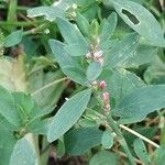 Polygonum aviculare Ліст