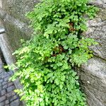 Asplenium ruta-muraria Liść